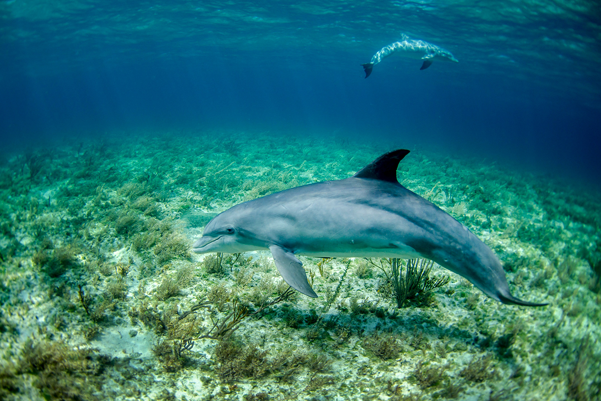 mekong dolphins conservation efforts